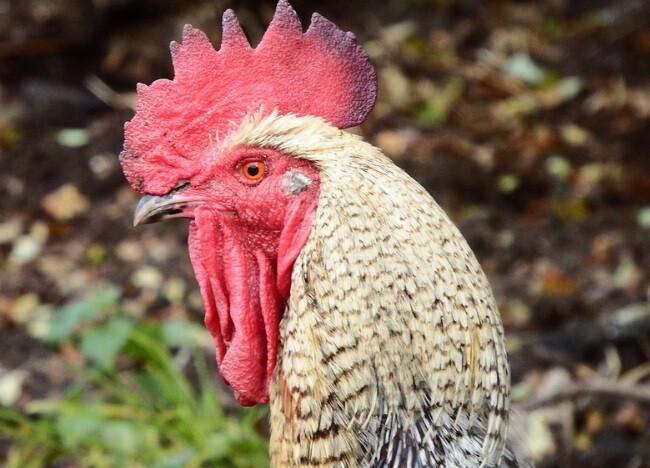 Two-legged alarm clock