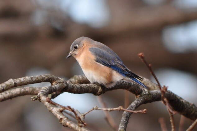 Language learning for bird mode