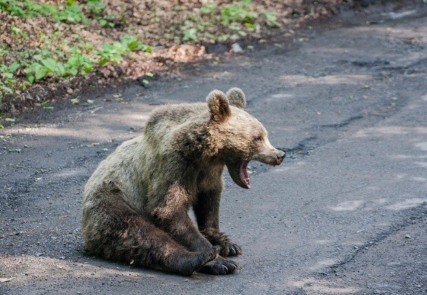 An unusual accident occurred in Romania