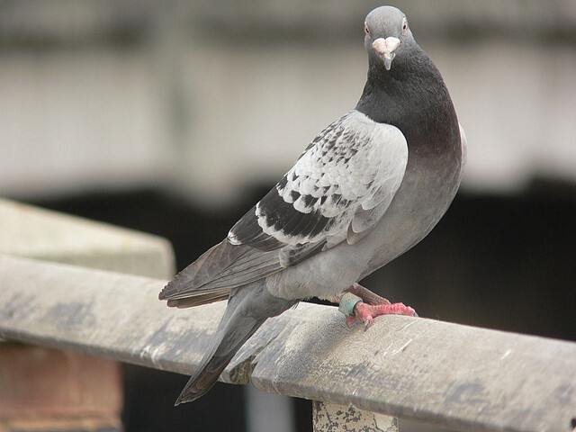 Even the pigeon race is not old