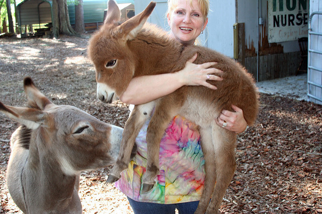 Donkey, but he thinks he's all different