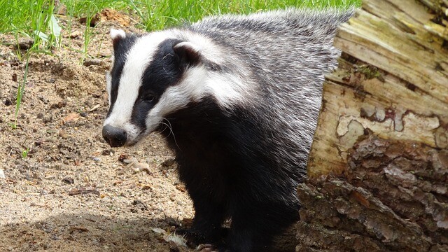 Meeting the badger with the plastic