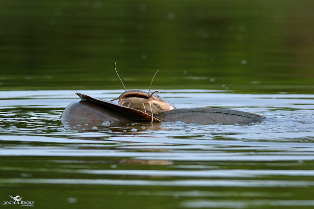 Catfish caught dog