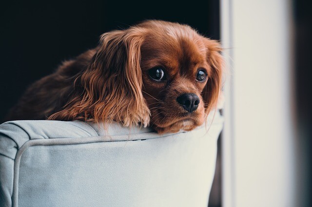 The dog can stay alone with proper education