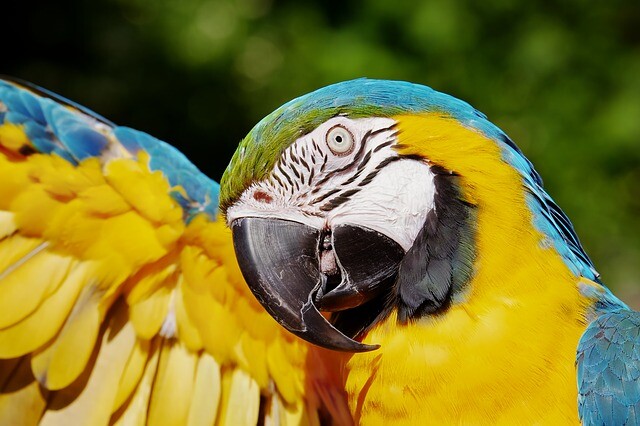 The Debrecen Zoo shines in blue and yellow