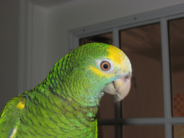 Parrots enchanted the jury and the audience