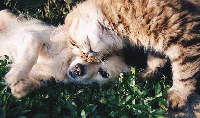 The married couple travels with the adopted animals