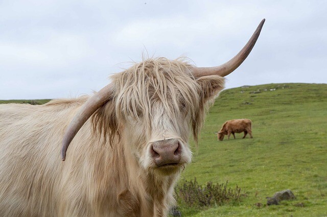 The animals of the Hungarian wanderer are not orphaned