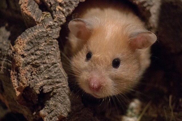 Driving a truck is not a small responsibility. How about a hamster doing this?