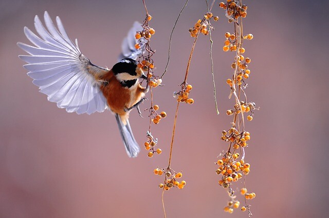 Hungary was once again good at bird watching