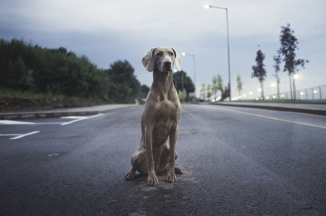 The dog found his master and ran after him