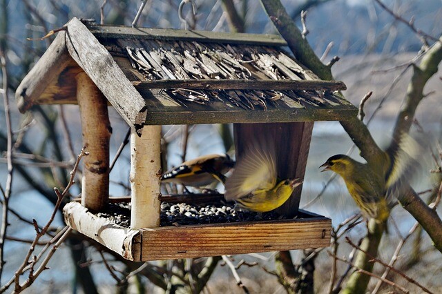 Bird friendship can begin