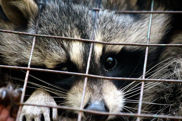 The wildlife park was closed to the animals