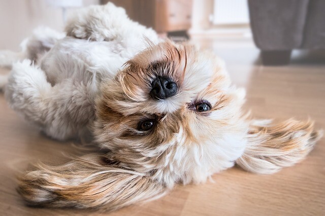 Dog and cleanliness in one place