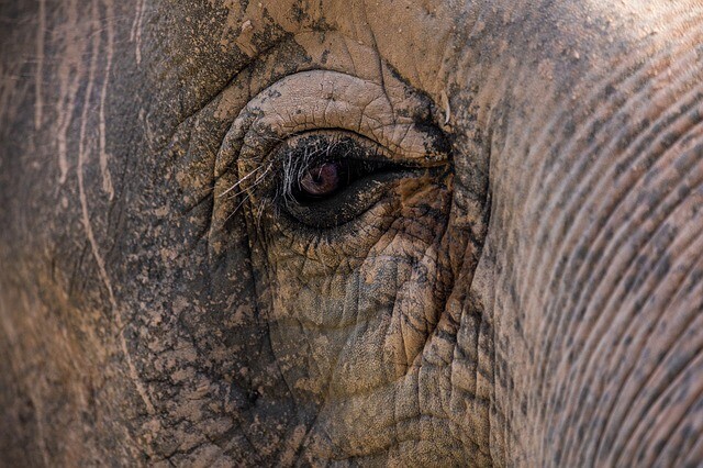 She counted and used the tablet as an elephant