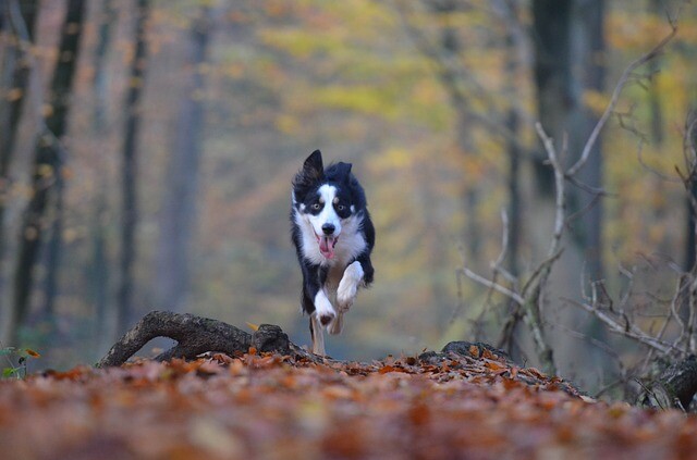 Palkó was the victim of another dog