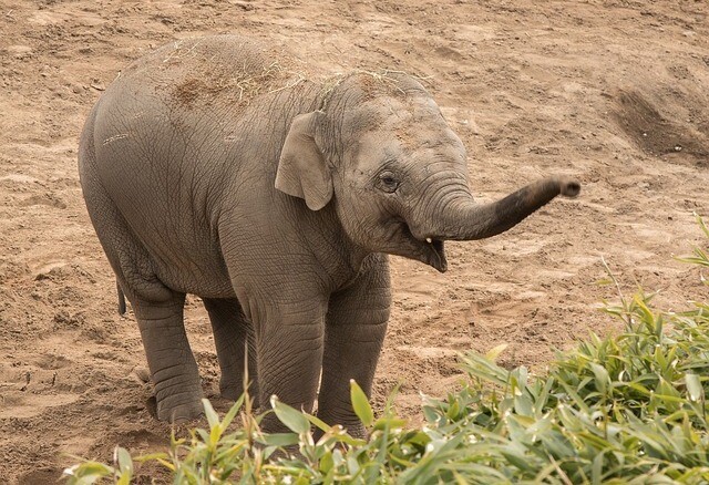 They celebrated their first birthday at the zoo