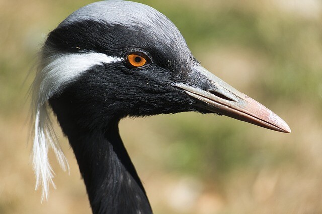 We invite you to a birding party