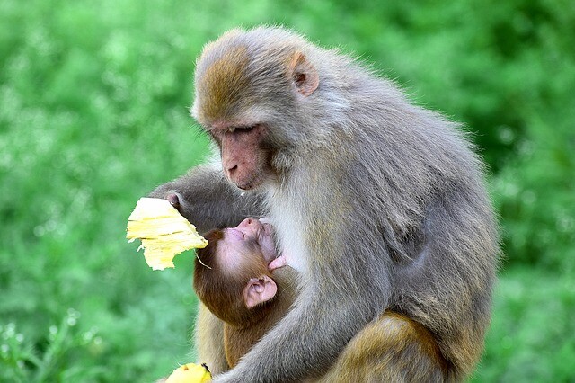 Rare little things were born in the zoo and can already be seen