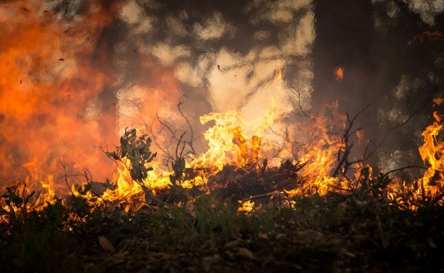 Animals have to escape from the fire