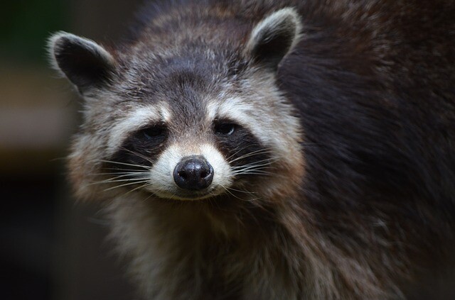 He knocked himself on the raccoon for a few hours