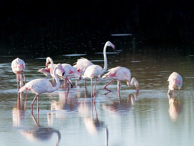 Roses is a flamingo guest in Hungary