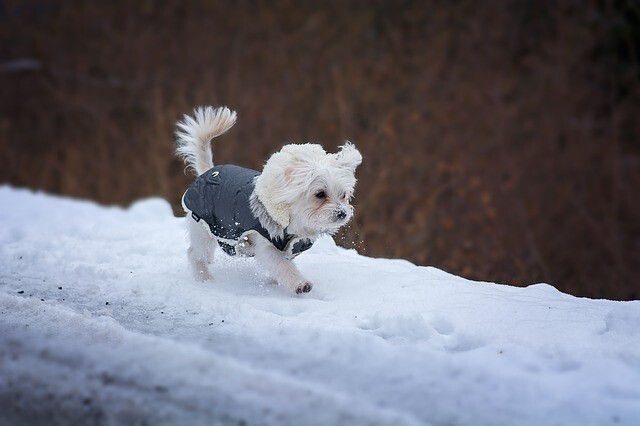 Preparing for the cold