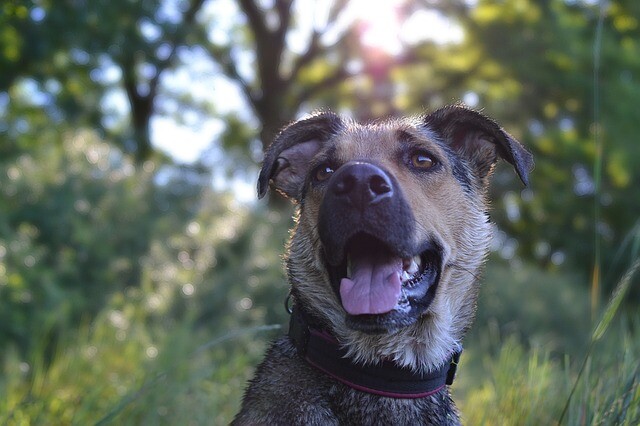 The association of cheering and animal love