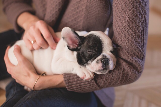 Dogs have a tranquil proximity