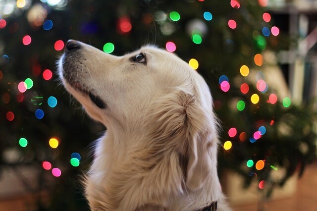 The dog is Christmas