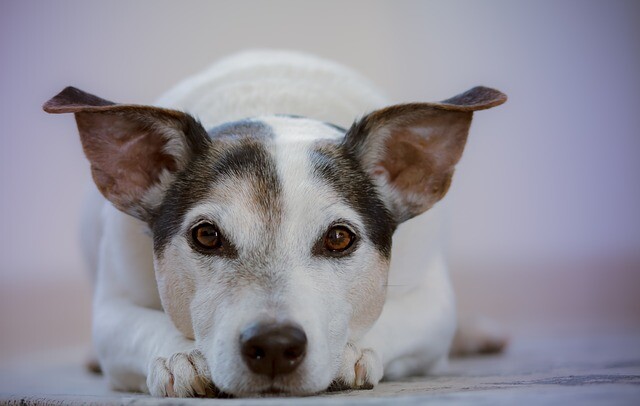 This year, many dogs ran into the world