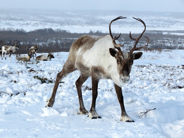 Beauty in snowy landscape