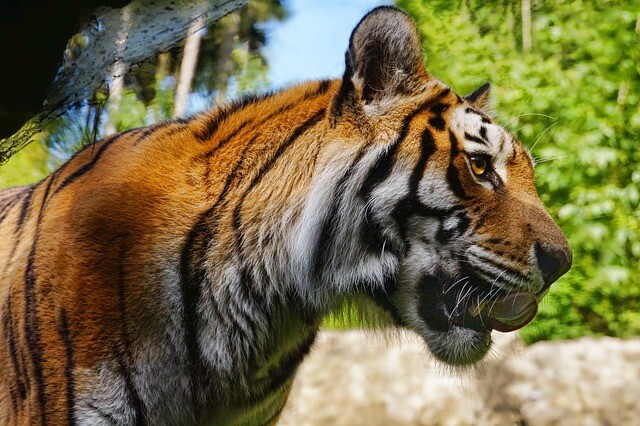 Breeding farm, farm animal tigers