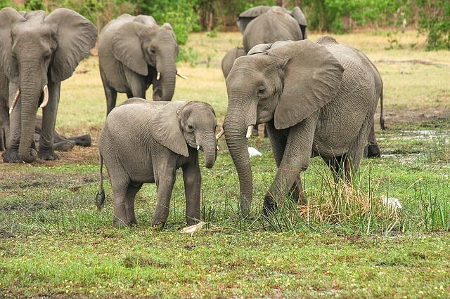 He introduced his family to the saved elephant