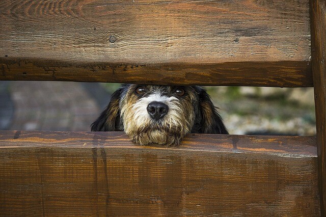 He barked the drunken man by barking, grabbing a knife