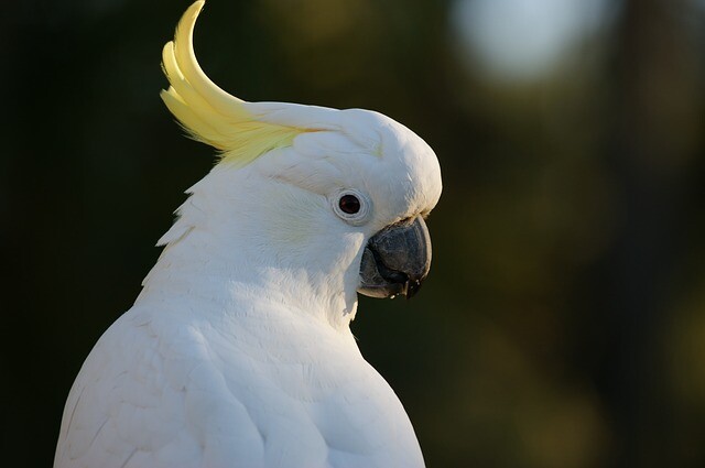 Those smart parrots