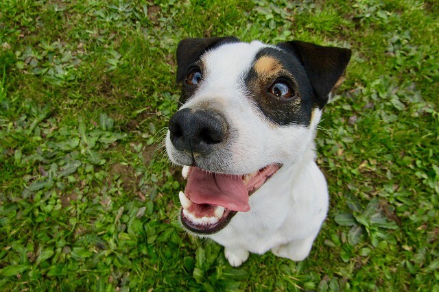 Dental Care For Dog Mode