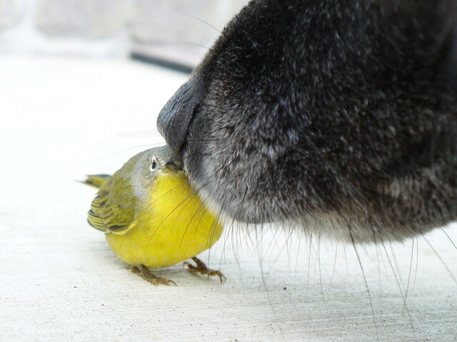 Bird's feathers, dog fur coat