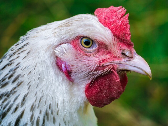 Concrete-proof hen