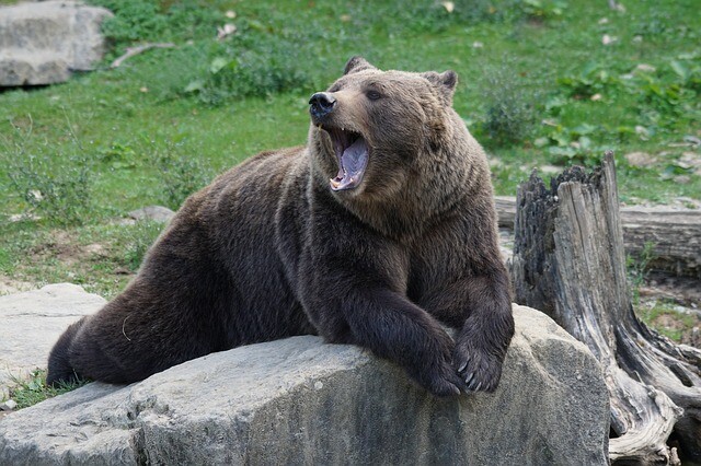 Bear Festival