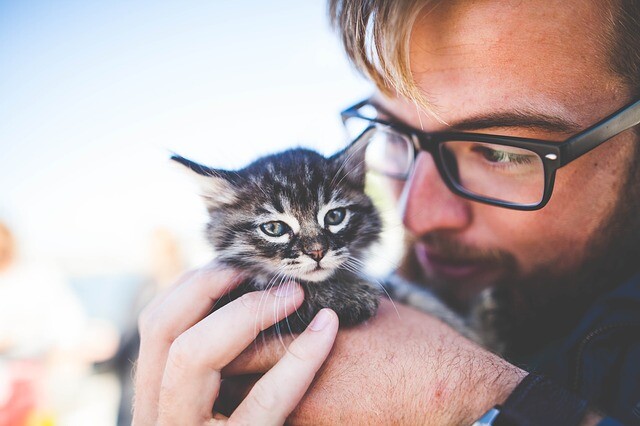 Initiate the cat to listen to you