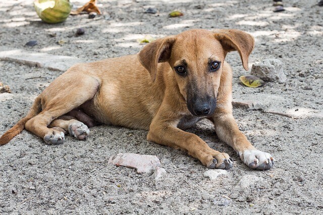 Our pets may be malicious, representing a different lifestyle