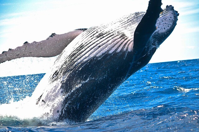 Whale in the middle of the ancient forest