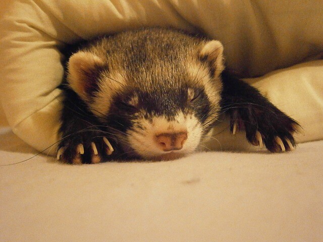 Fun ferret mode