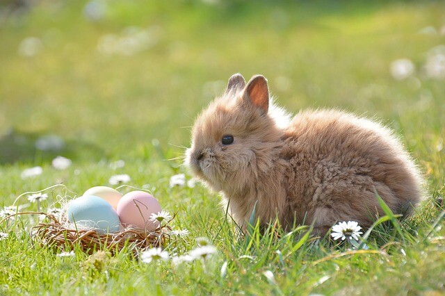 Bunny Video Instead of Rabbit Buying