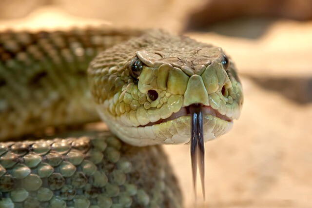 He crawled straight into the snakes without knowing it