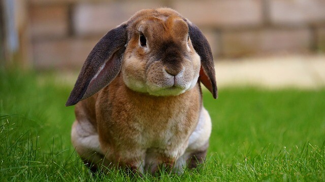 The rabbit and what's behind it