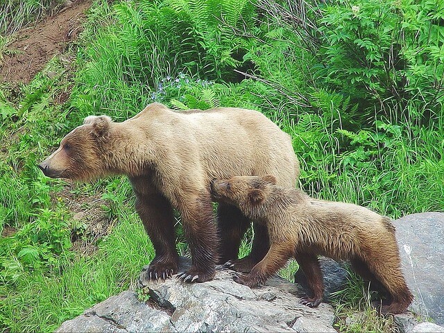 Young bear can stay in the mountains