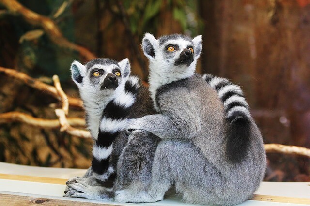 Earth Festival at the Budapest Zoo