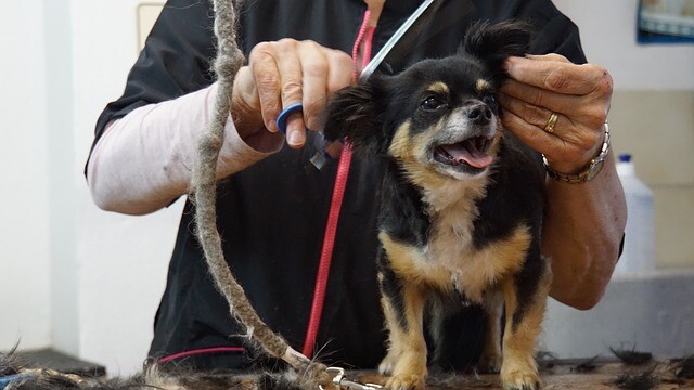 The dog beautician frowned